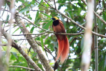 These Birds Glow To Find Love, And Scientists Still Have A Lot To Learn About Them