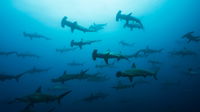 Dozens Of Female Hammerhead Sharks Have Been Gathering Under A Full Moon Every Year