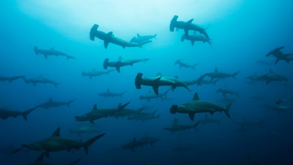 Dozens Of Female Hammerhead Sharks Have Been Gathering Under A Full Moon Every Year