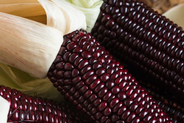 Purple Corn Could Help Prevent Obesity, Diabetes, Cancer, And Inflammation