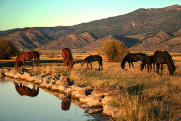 Ancient Remains Of Horses Provide A Look Into How The People Of Mongolia Experimented With Equine Dentistry Over 3,000 Years Ago