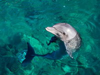 An Eerie Mummified Dolphin Washed Up On A Beach, Leaving Scientists Scratching Their Heads