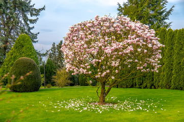 He Freaked Out On His Husband For Cutting Down A Beloved Tree His Grandparents Planted