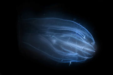 Comb Jellies Can Actually Age In Reverse, And Perhaps They Will Teach Us A Thing Or Two About Immortality