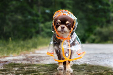 5 Reasons To Buy Clothes For Your Dog