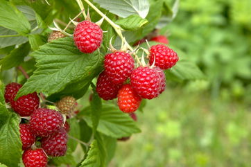 You Can Simply Sprinkle Water On Raspberry Leaves To Keep Spider Mites Away