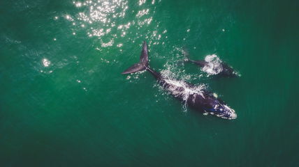 Right Whales Are Endangered, And They Might Have Lifespans Nearly Double What Was Previously Estimated