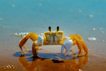 Ghost Crabs Contributed To The Loss Of Almost 30% Of Threatened Baby Turtles On This Island