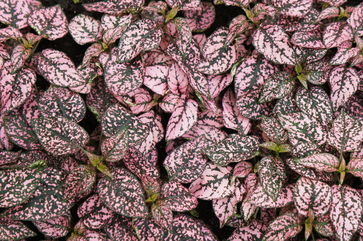 How To Care For A Polka Dot Plant, Which Can Add A Pop Of Pink To Your House