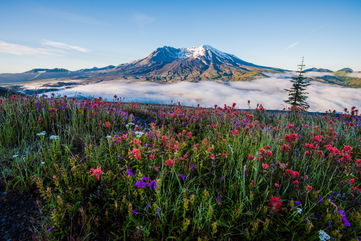 Gophers Have Been Regenerating The Life Lost On Mount St. Helens After 540 Million Tons Of Ash Spewed Across 22,000 Square Miles