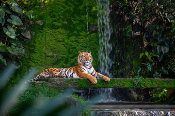 India Doubled Their Tiger Population, Thanks To Protecting Them From Poaching And Habitat Loss