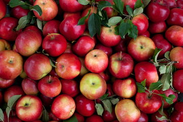 We Might Be Able To Save Apples From Climate Change By Getting Them To Bloom Later