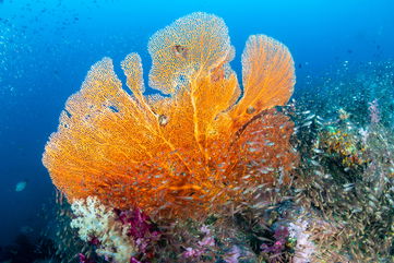 Scientists Have Bred The World’s First Heat-Tolerant Coral In An Effort To Protect Reefs From Climate Change