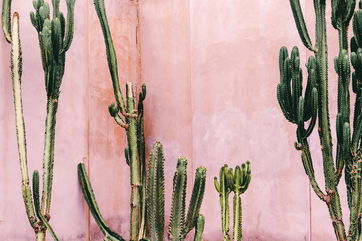 5 Facts For You About Cacti, The Ultimate Survivors Of The Plant World