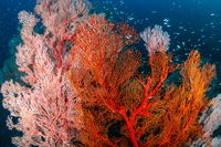 Researchers Accidentally Discovered The World’s Largest Coral In The Depths Of The Pacific