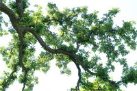 Scientists Have Decoded The DNA Of White Oak Trees