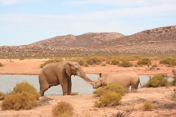 11 Million Years Ago, Creatures Like Rhinos, Elephants, And Antelopes Lived In Texas