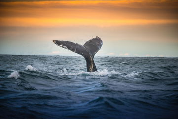 The World’s Rarest Whale Has Been Dissected For The First Time, And Here’s What Was Discovered In The Process