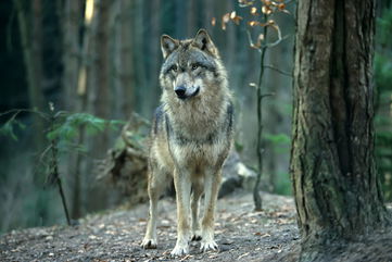 There’s A $10,000 Reward Being Offered To Whoever Can Help Catch The Killer Of This Endangered Gray Wolf