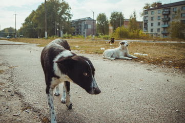 Chernobyl’s Dogs Are Rapidly Evolving Due To Radiation Exposure