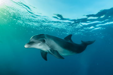 A Dolphin In The Baltic Sea Was Caught Talking To Himself, Sparking Curiosity Among Researchers