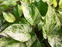 How To Care For A Pothos, Which Is Native To Tropical Forests, Yet Hardy As A Houseplant