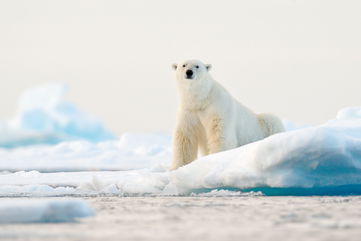 Polar Bears Aren’t Getting Enough To Eat Since Sea Ice Is Dwindling