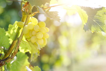 Eating Grapes Benefits Your Muscle Health, According To This Study