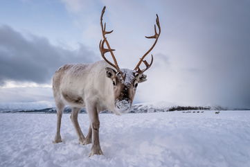 Rudolph May Be A Work Of Fiction, But Reindeer Can Actually Have Red Noses