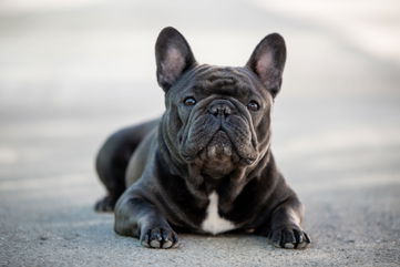 He’s So Upset That His Wife Named Their Son After A French Bulldog