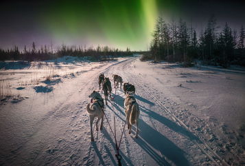 This Heroic Dog Helped Save A Remote Alaskan Town From A Deadly Outbreak