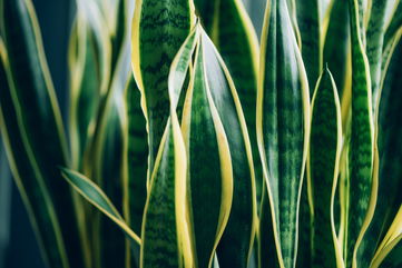 What You Need To Know About Caring For A Snake Plant