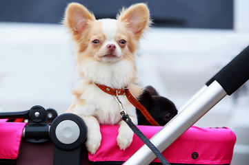 Everything You Need To Know About Dog Strollers, A Stellar Way For Senior Or Disabled Pups To Get Mental Stimulation