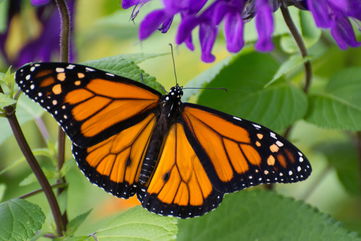 Monarch Butterflies Are Now A Threatened Species, Edging Them Closer Than Ever To Extinction