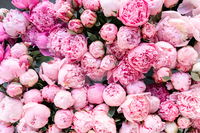 Your Guide To Pruning Your Peonies So You Can Enjoy Gorgeous Blooms In The Spring