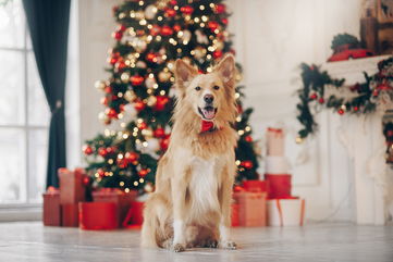 5 Christmas Presents You Can Make For Your Dog