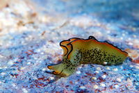 Most Of Us Can Barely Recover From A Bad Haircut, But These Sea Slugs Can Regrow Their Bodies, Even If They Lose Their Heads