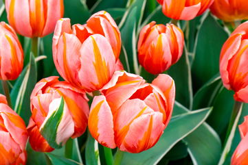 The Symbolism Behind Tulips And What Each Color Means