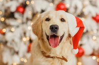 This Golden Retriever Enjoying His Christmas Decorations Is A Reminder That Holiday Magic Isn’t Just For Kids