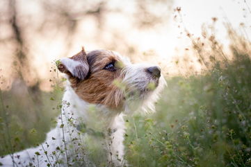 Everything You Need To Know About The Parson Russell Terrier, A Pint-Sized Powerhouse