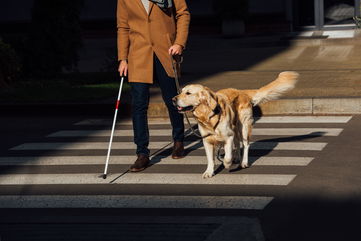 This Guide Dog Nonprofit Is Seeking Volunteers To Help Them Raise 70 Puppies