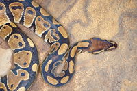 Birds Drape Snake Skin Over Their Nests To Keep Predators Away From Their Babies