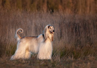 These Are 5 Of The Fastest Dog Breeds In The World