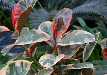 How To Care For A Ficus Ruby, A Statement Piece For Your Living Space