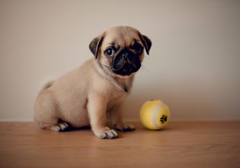 She Started Sobbing When Her Boyfriend Bought A Pug Because She Doesn’t Like Dogs