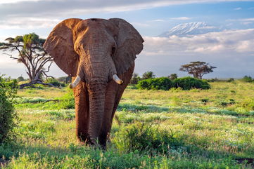 These Elephants Were Barred From Suing To Leave Their Zoo