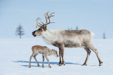 Everything You Need To Know About Reindeer, Which Are Well-Known For Pulling Santa’s Sleigh