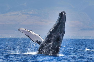 Two Humpback Whales Swam Safely To Freedom After People Jumped In To Get Them Out Of A Life-Threatening Situation