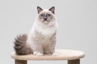 Everything You Need To Know About The Ragdoll Cat, A Softy With Plenty Of Playful Quirks