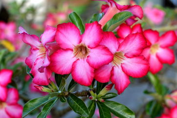 How To Care For A Desert Rose, A Succulent With Trumpet-Shaped Flowers